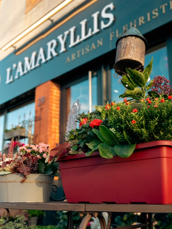 L'Amaryllis Fleuriste